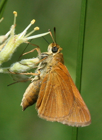 Dion Skipper